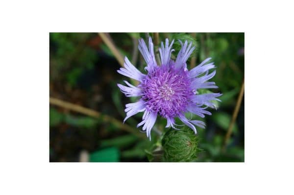 STOKESIA Laevis Purpule Parasol