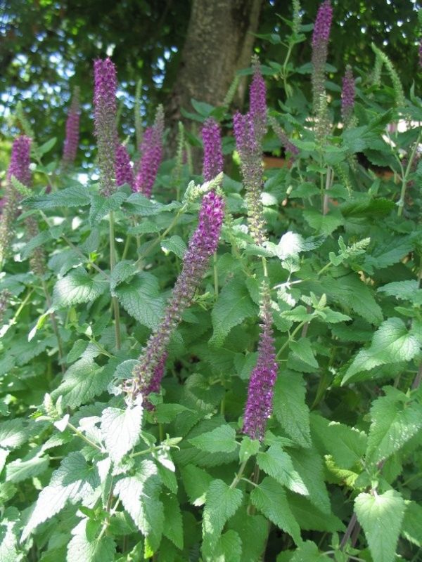 STACHYS Macrantha Superba