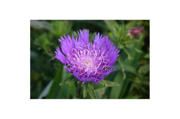STOKESIA Laevis Purpule Parasol