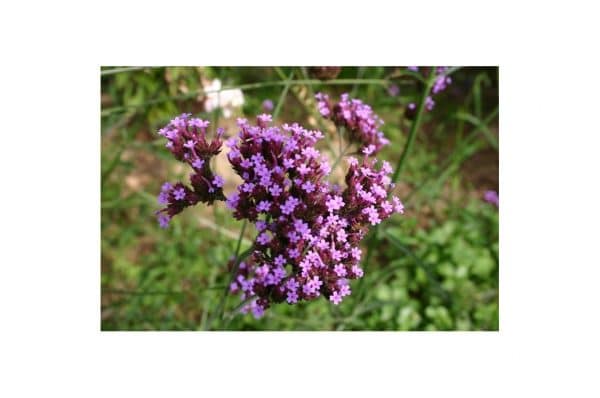 VERBENA Bonariensis