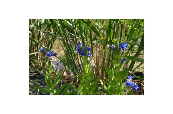 ADELOCHARIUM Anchusoides