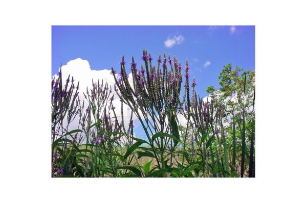 VERBENA Hastata