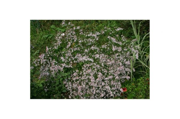ASTER Chloé