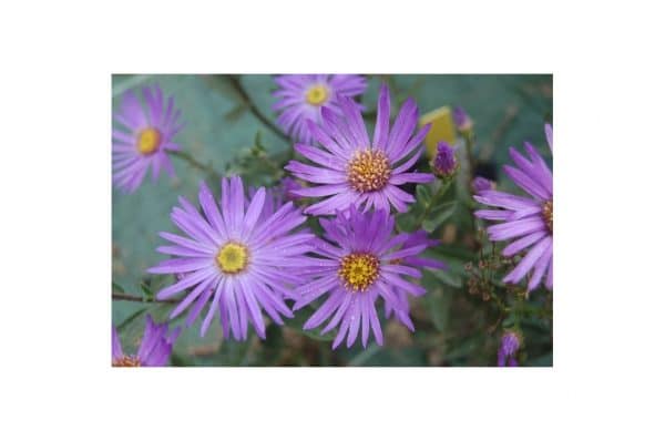 ASTER Frikartii Monch
