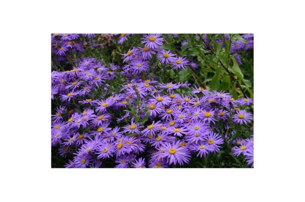 ASTER Frikartii Monch