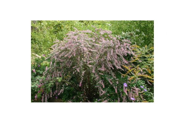 ASTER Lady in Black