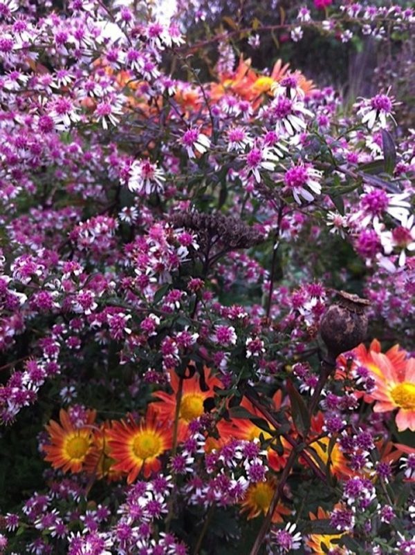 ASTER Lady in Black