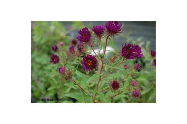 ASTER Marina Wolkonski