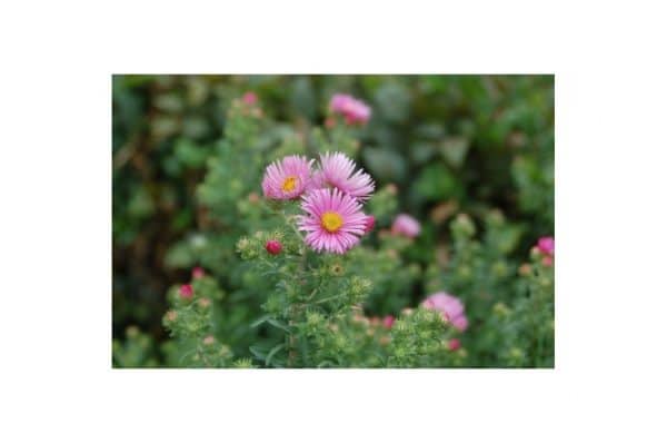ASTER Mme Loyau