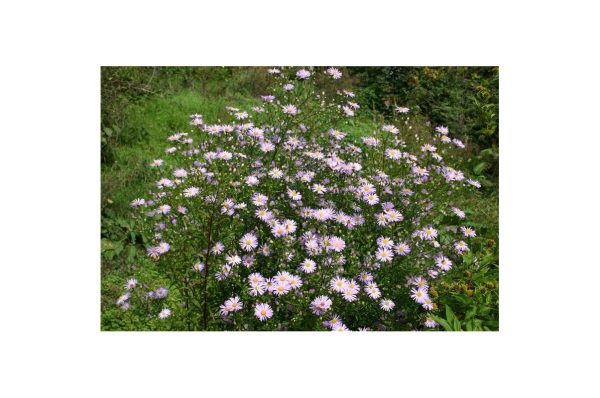 ASTER Monsieur Picot