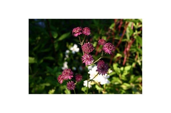 ASTRANTIA Claret