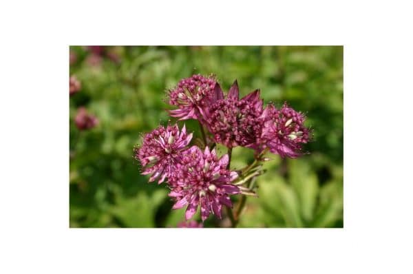 ASTRANTIA Claret