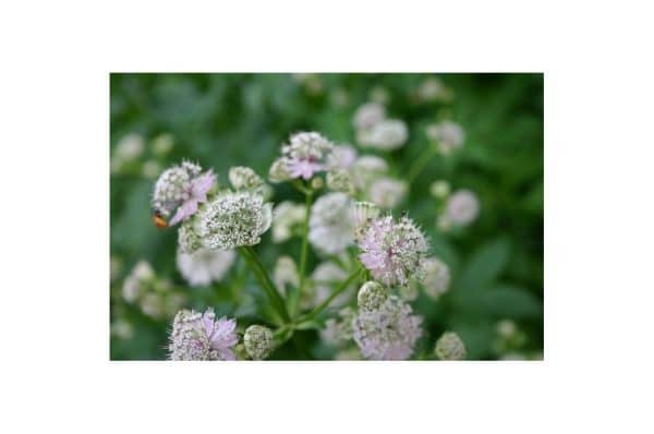 ASTRANTIA George's Form