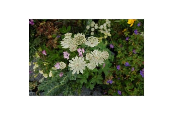 ASTRANTIA Major Shaggy