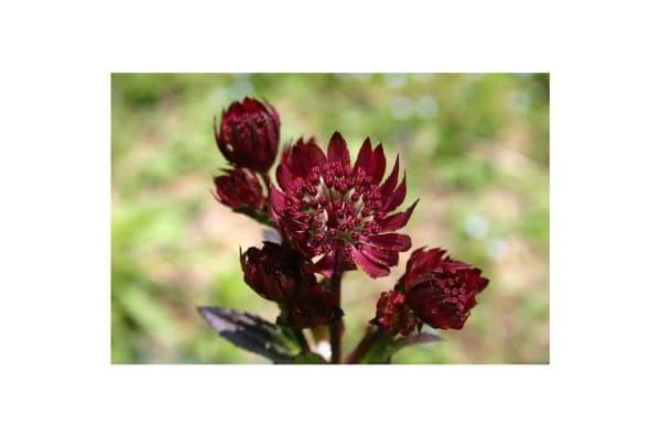 ASTRANTIA Ruby Wedding