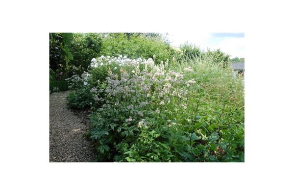ASTRANTIA Sunningdale Variegatal