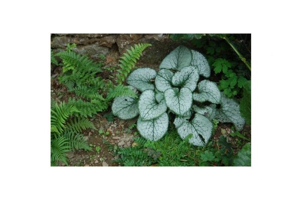 BRUNNERA Jack Frost