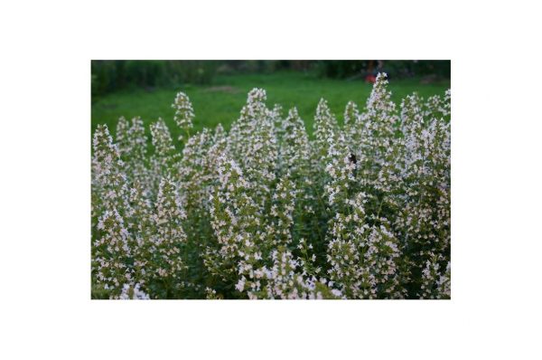 CALAMINTHA Nepeta Nepeta