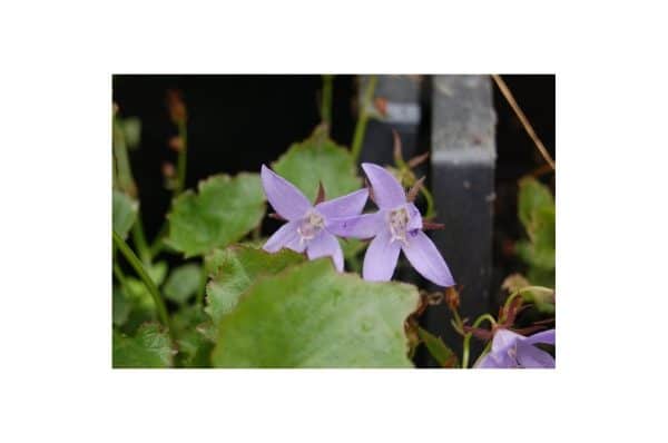 CAMPANULE Poscharskyana Blauranke