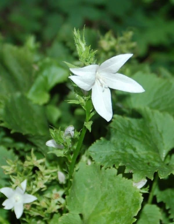 CAMPANULE Poscharskyana E H Frost