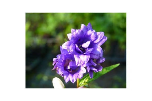 CAMPANULE Trachelium Bernice