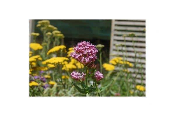 CENTRANTHUS Lecoqii