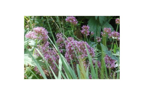 CENTRANTHUS Lecoqii