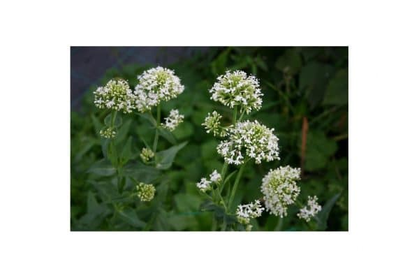 CENTRANTHUS Ruber Albus