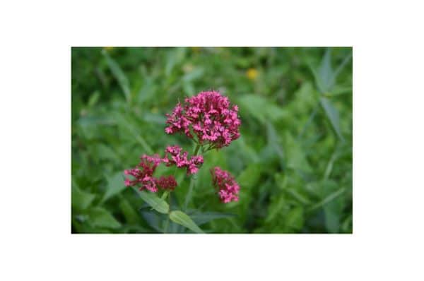 CENTRANTHUS Ruber Coccineus