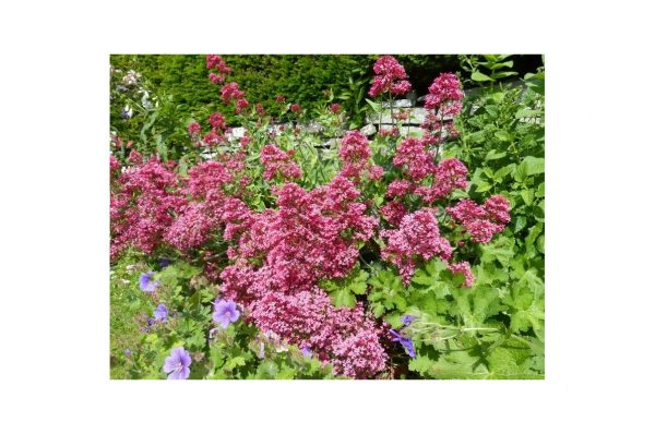 CENTRANTHUS Ruber Coccineus