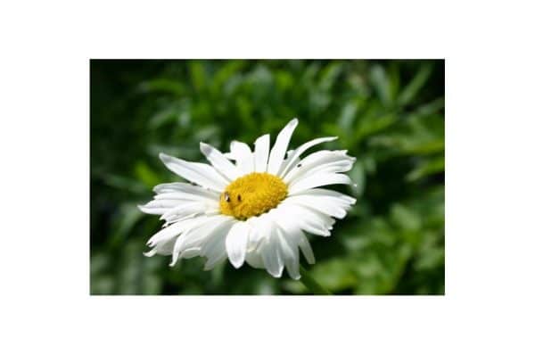 CHRYSANTHEMUM Alaska
