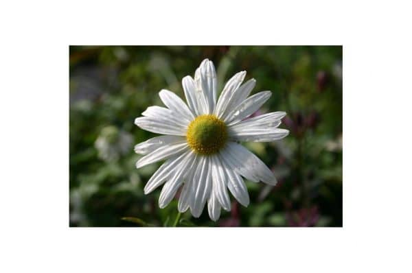 CHRYSANTHEMUM Alaska