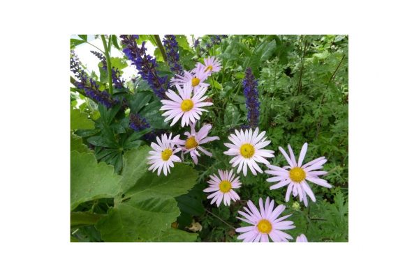 CHRYSANTHEMUM Clara Curtis