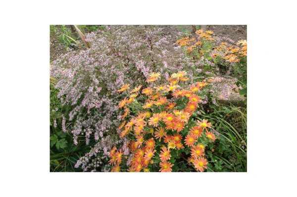 CHRYSANTHEMUM Cottage Apricot