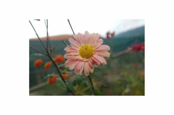 CHRYSANTHEMUM Hebe