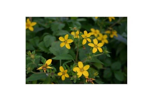 CHRYSOGONUM Virginianum