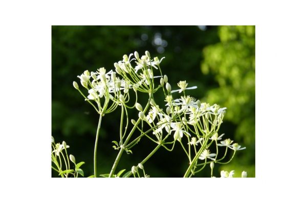 CLEMATIS Recta Purpurea