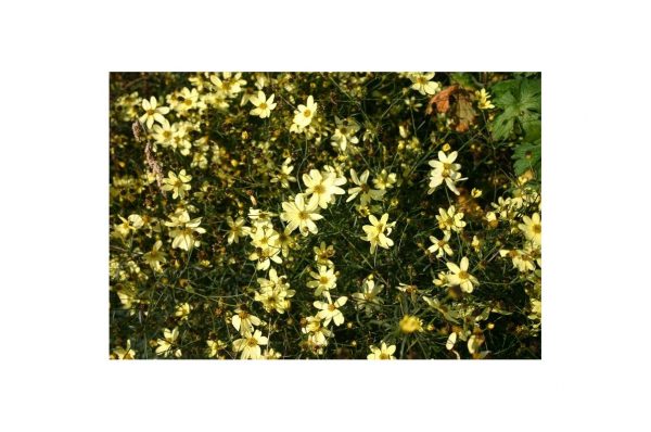 COREOPSIS Moonbeam