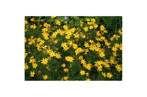 COREOPSIS Zagreb