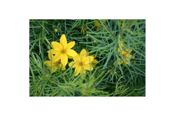 COREOPSIS Zagreb