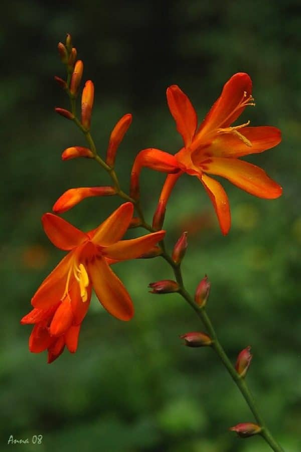 CROCOSMIA Emily Mc Kenzie