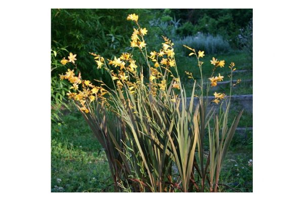 CROCOSMIA Solfatare