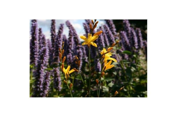 CROCOSMIA Solfatare