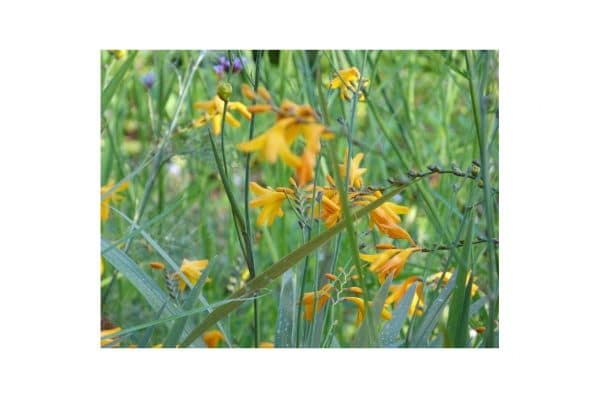 CROCOSMIA Solfatare