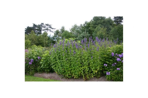 AGASTACHE Black Adder