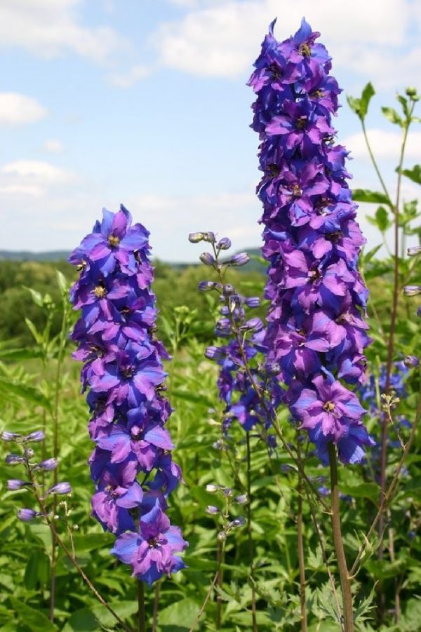 DELPHINIUM Finsteraarhorn