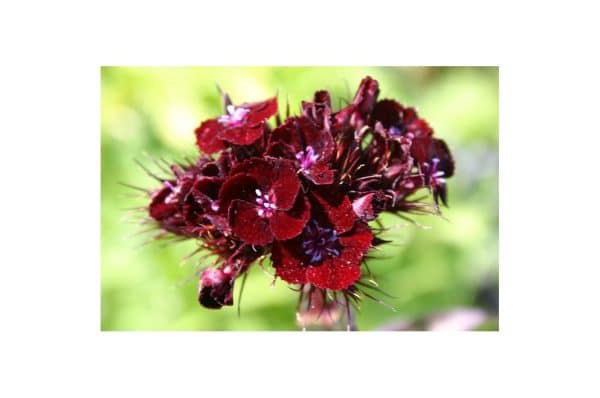 DIANTHUS Nigrescens Sooty