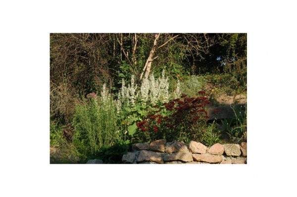 DIANTHUS Nigrescens Sooty