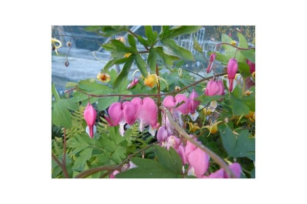 DICENTRA Spectabilis