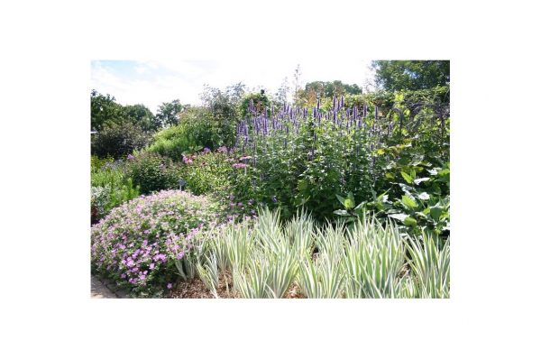AGASTACHE Black Adder